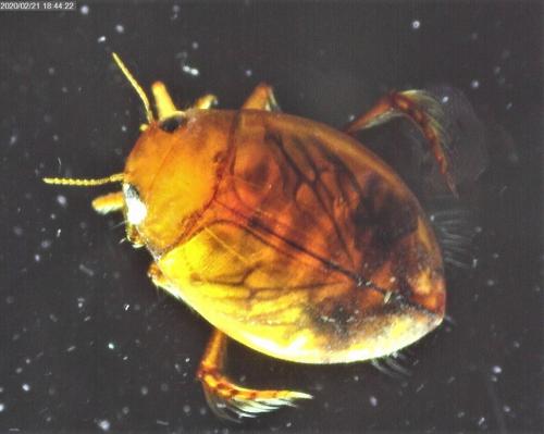 Réf. 248 623 : Hyphydrus ovatus
